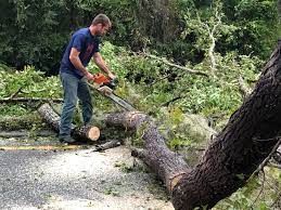 Best Arborist Consultation Services  in Las Cruces, NM